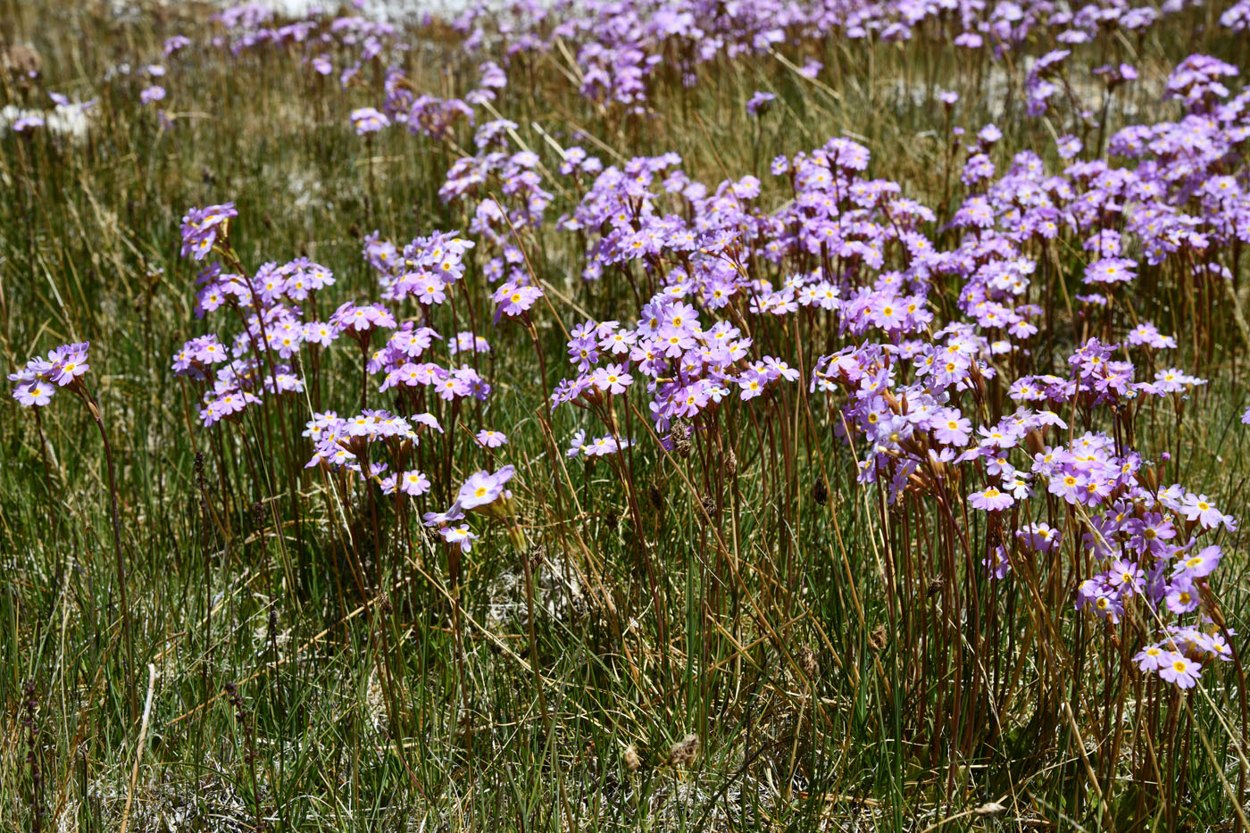 Image of Primula pamirica specimen.