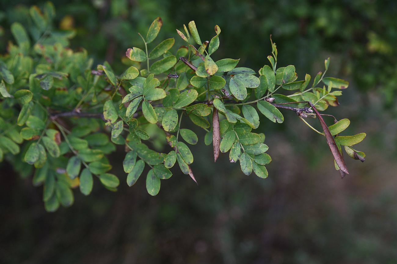 Изображение особи Caragana arborescens.