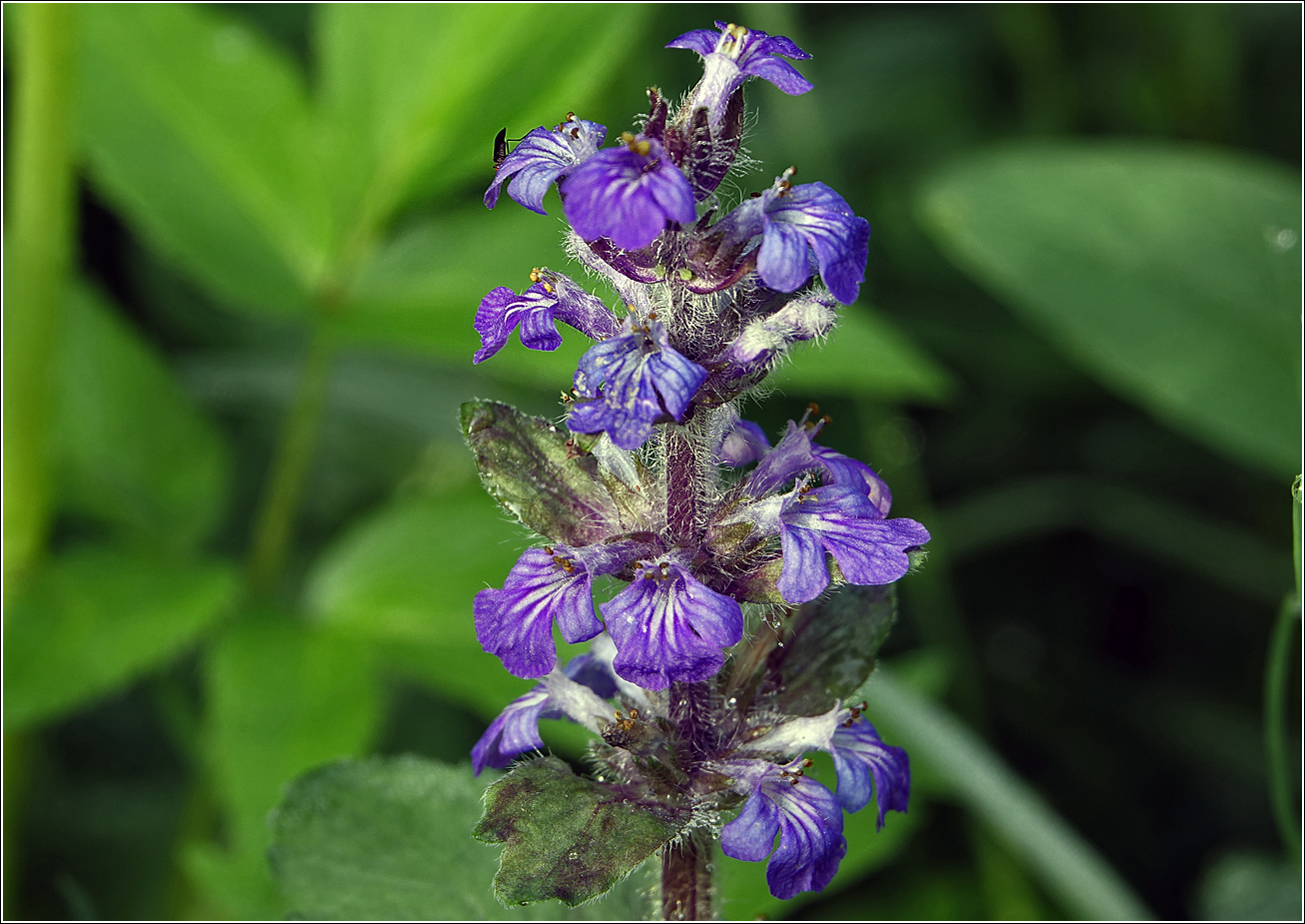 Изображение особи Ajuga genevensis.