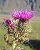 Cirsium ciliatum. Верхушка веточки с соцветиями. Кабардино-Балкария, Черекский р-н, окр. с/п Верхняя Балкария, левый борт долины р. Хашхасу, ≈ 1800 м н.у.м., горный луг, используемый под выпас. 29.07.2024.