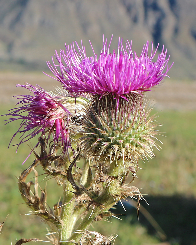 Изображение особи Cirsium ciliatum.