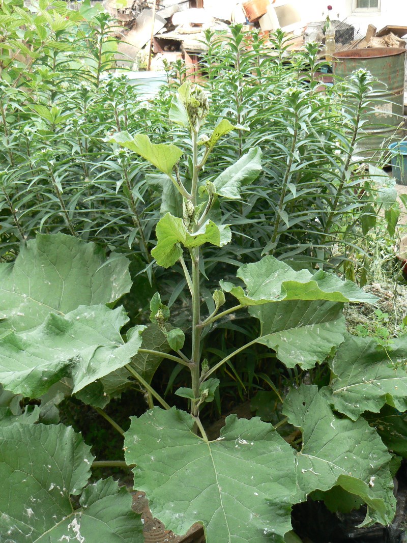 Image of Arctium lappa specimen.