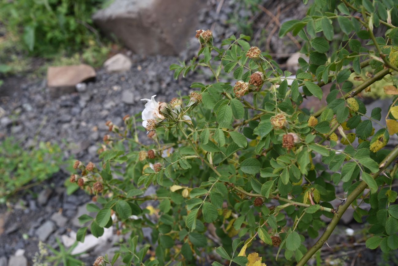 Image of genus Rosa specimen.