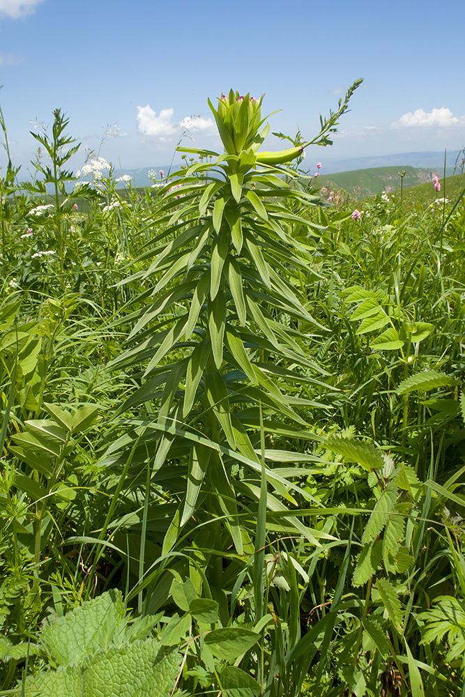 Image of Lilium monadelphum specimen.