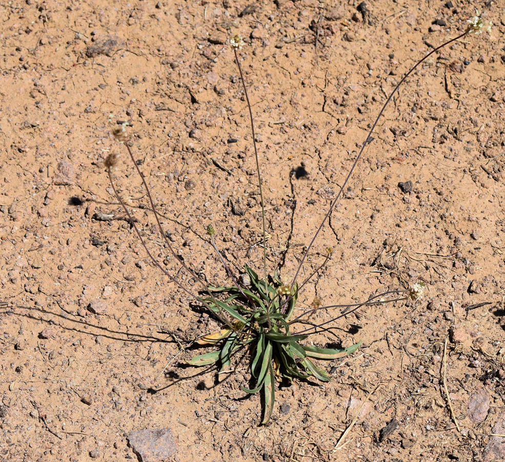 Image of Plantago lanceolata specimen.