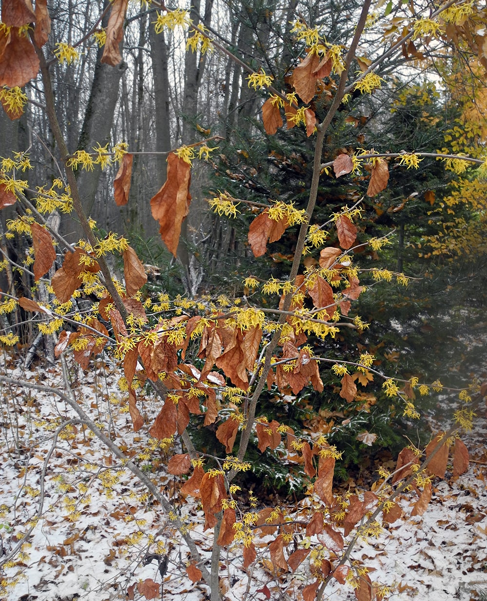 Image of Hamamelis virginiana specimen.