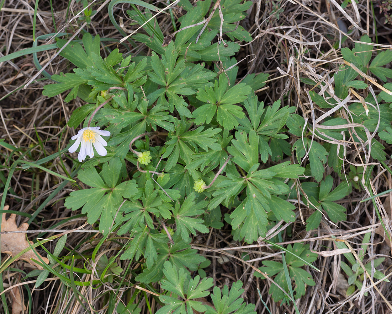 Image of Anemone banketovii specimen.