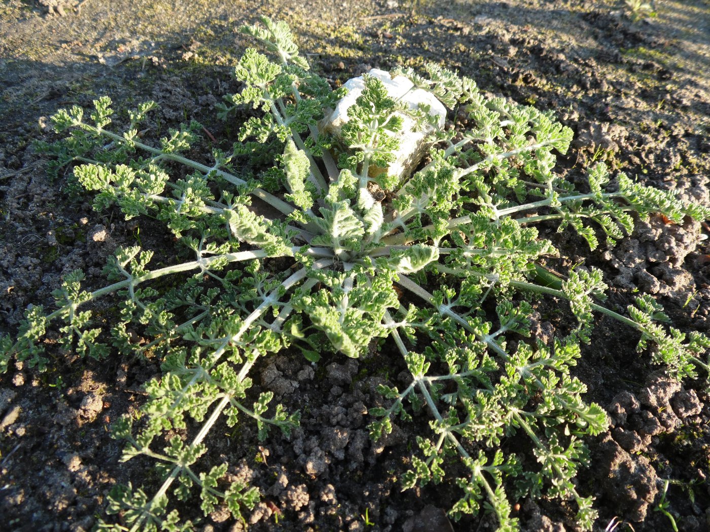 Изображение особи Zosima absinthifolia.