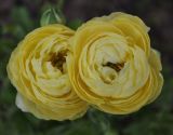 Ranunculus asiaticus