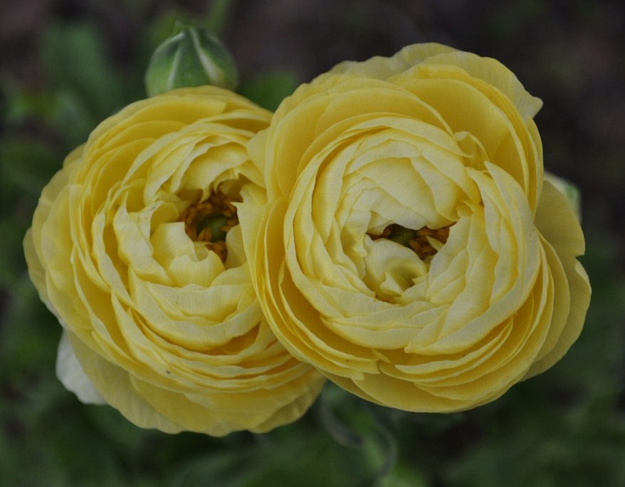 Image of Ranunculus asiaticus specimen.