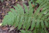 View full-size image Athyrium filix-femina
