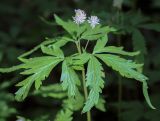 View full-size image Anemone reflexa