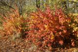 View full-size image Physocarpus opulifolius
