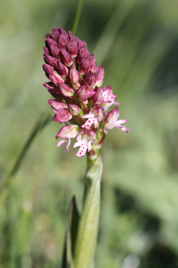 Изображение особи Neotinea ustulata.