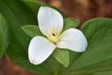 View full-size image Trillium camschatcense