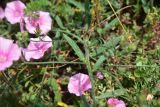 View full-size image Convolvulus cantabrica