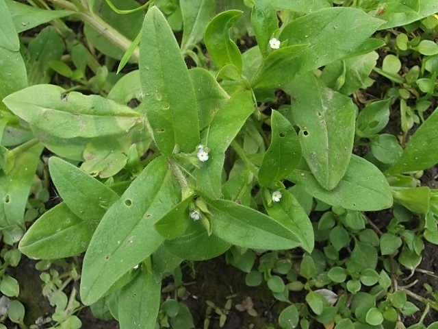 Image of Myosotis sparsiflora specimen.