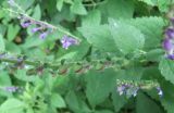 Scutellaria altissima