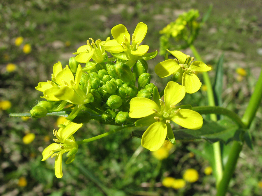 Image of Bunias orientalis specimen.