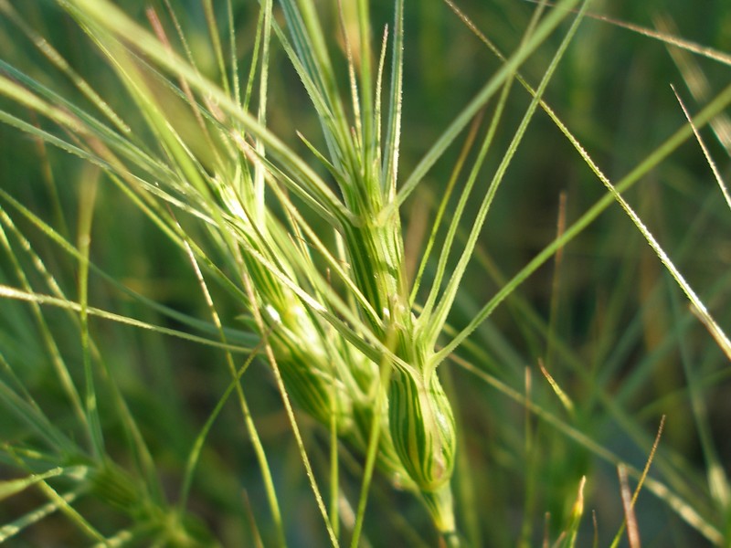 Изображение особи Aegilops triuncialis.