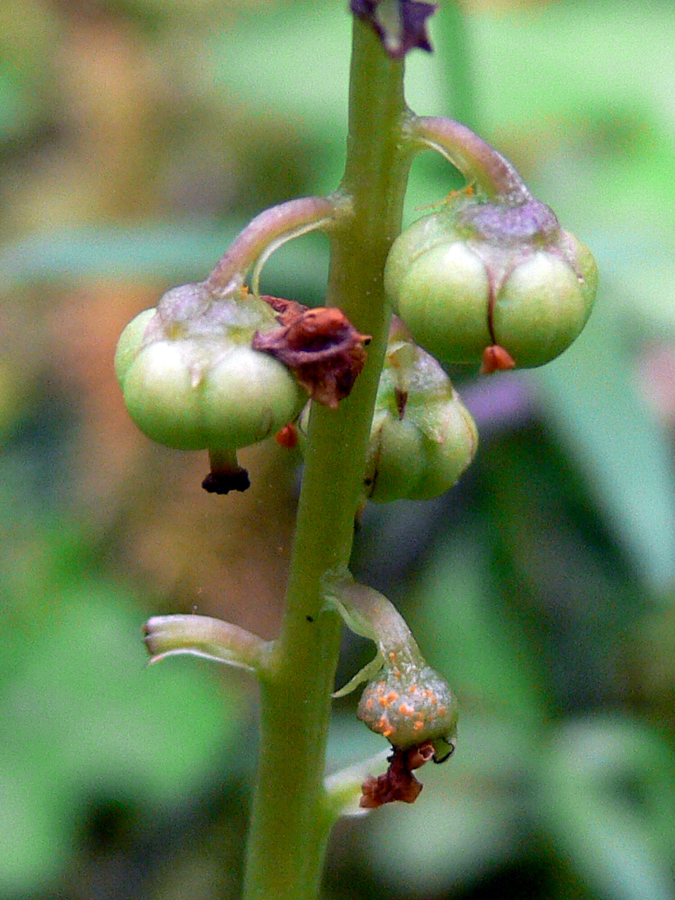 Изображение особи Pyrola chlorantha.