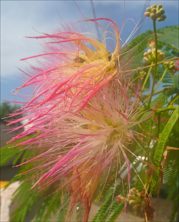 Image of Albizia julibrissin specimen.