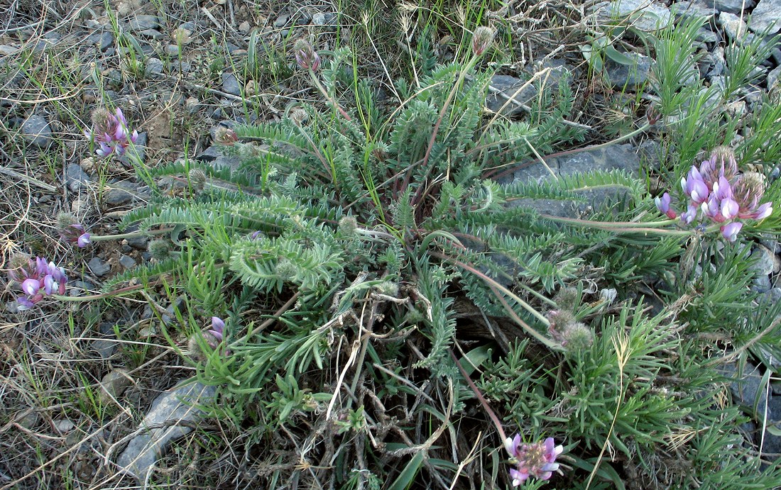 Image of Oxytropis pilosissima specimen.