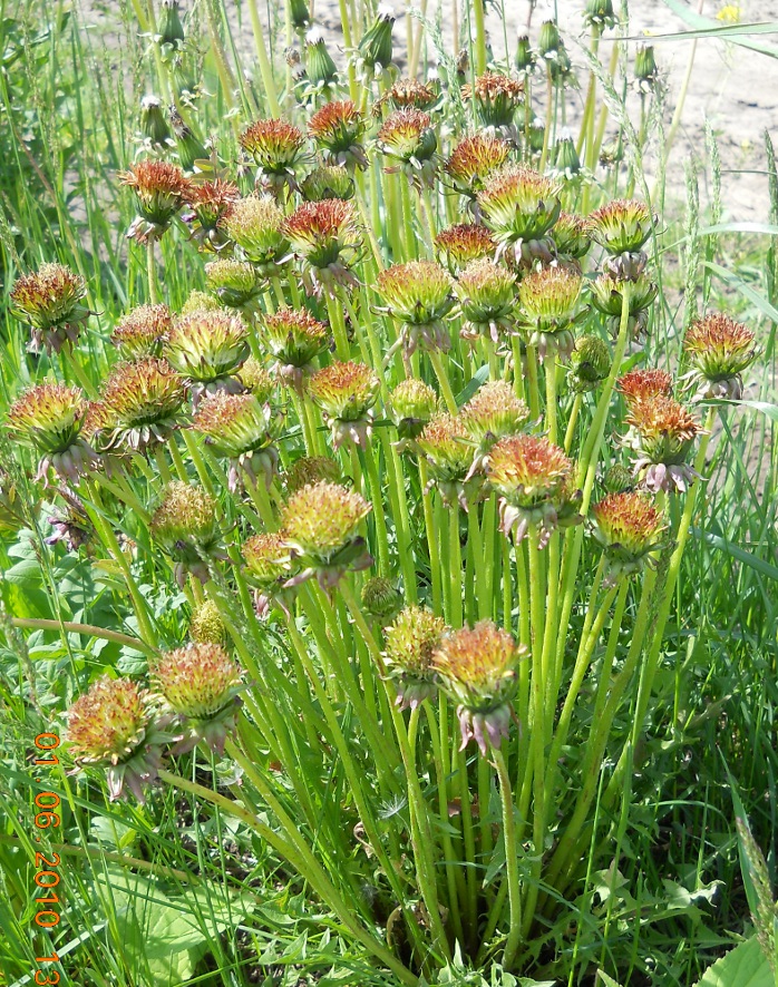 Image of genus Taraxacum specimen.