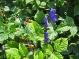 Aconitum degenii. Верхушка побега с цветками и плодами. Украина, Закарпатская обл., Раховский р-н, хр. Черногора, окр. с. Квасы, 700 м н.у.м., в зарослях кустарников. 28 августа 2008 г.