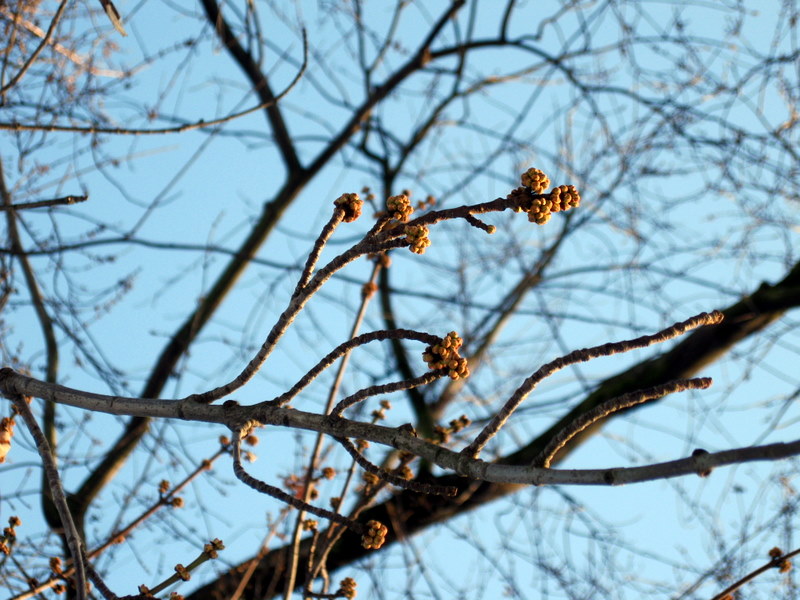 Image of Acer saccharinum specimen.