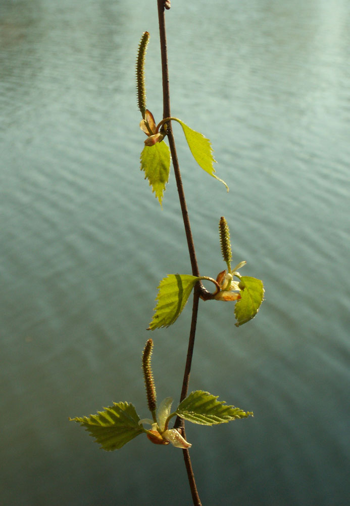 Изображение особи Betula pendula.