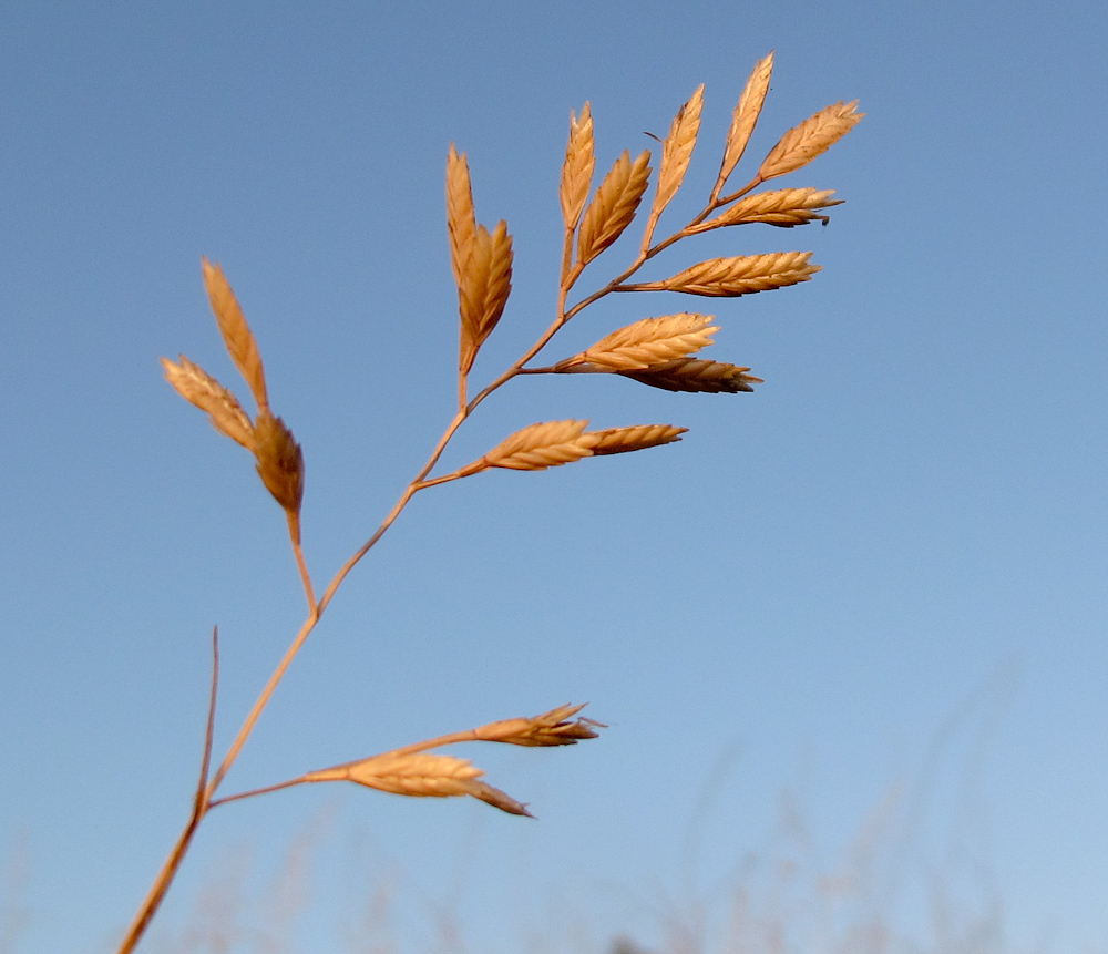 Image of Desmazeria philistaea specimen.