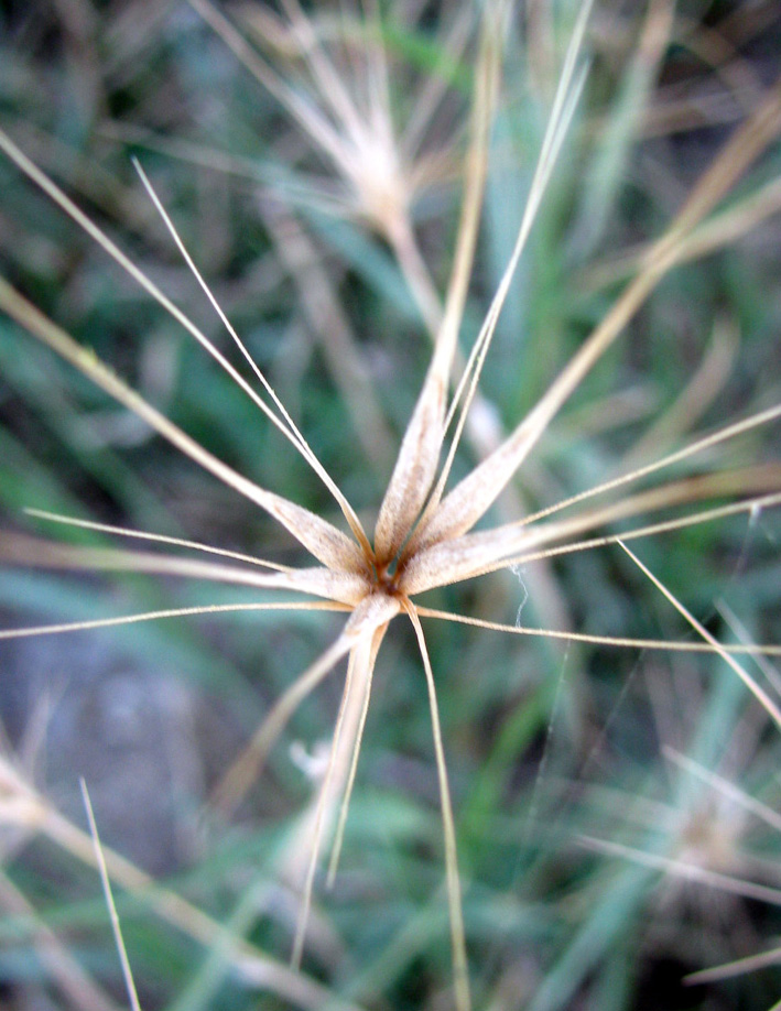 Изображение особи Taeniatherum asperum.