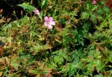 Geranium endressii. Цветущие растения. ГБС РАН, в культуре. 07.07.2011.