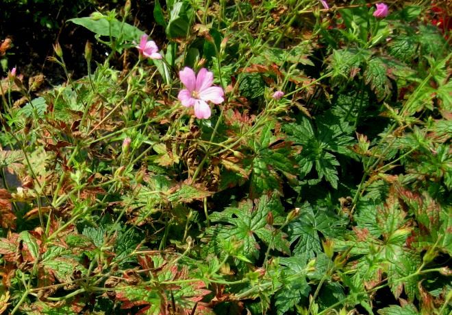 Image of Geranium endressii specimen.