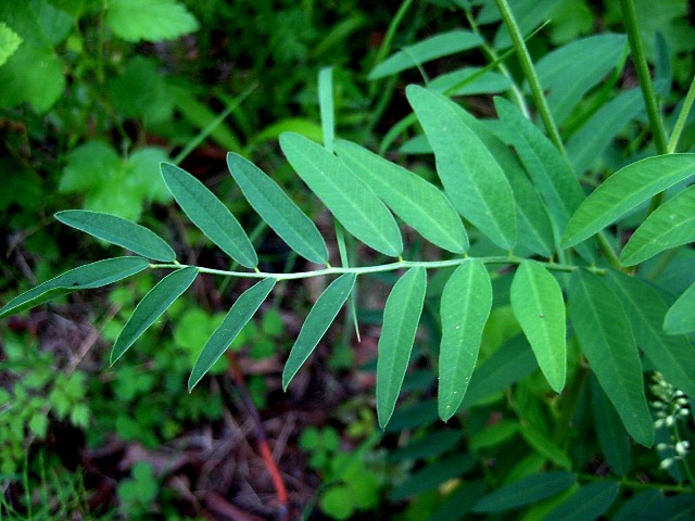 Image of Hedysarum vicioides specimen.