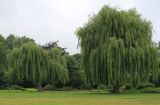 Salix × sepulcralis. Взрослые деревья. Германия, г. Кемпен, в парке. 27.06.2012.