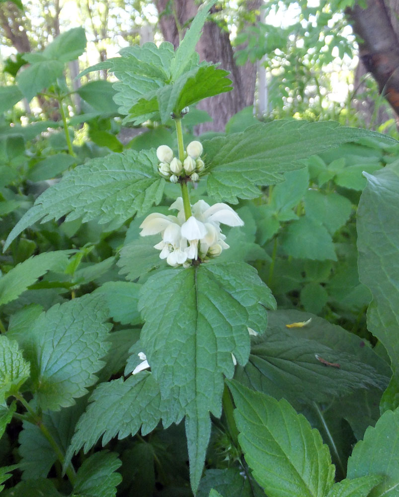 Image of Lamium album specimen.