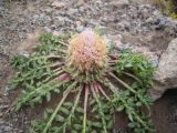 Jurinella subacaulis. Расцветающее растение. Кабардино-Балкария, южный склон пика Терскол, 2800 м н.у.м. 14.07.2012.