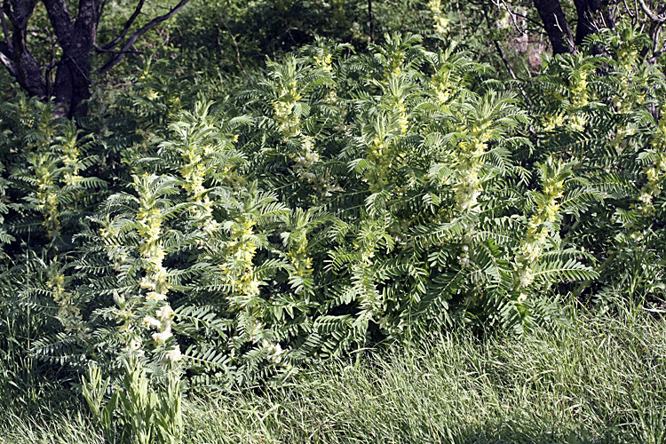 Image of Astragalus sieversianus specimen.