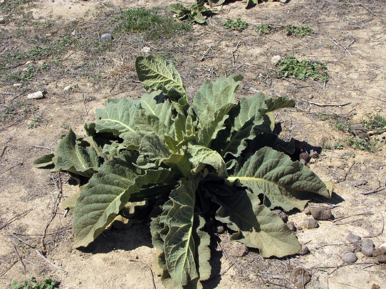 Image of Verbascum sinaiticum specimen.