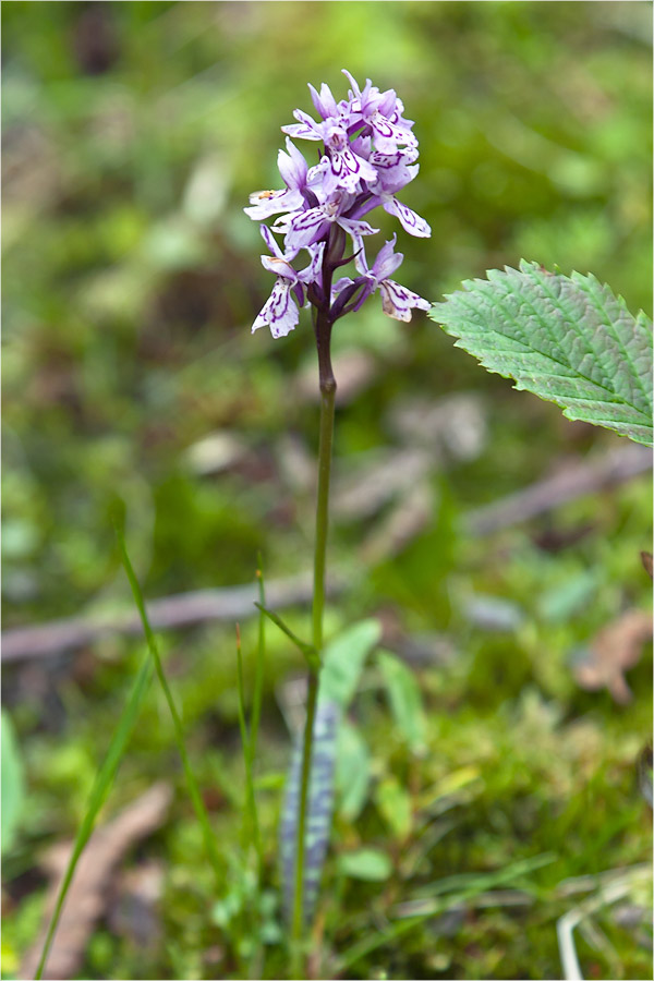 Image of Dactylorhiza fuchsii specimen.