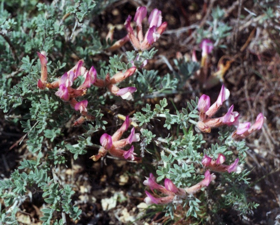 Image of Astragalus subarcuatus specimen.