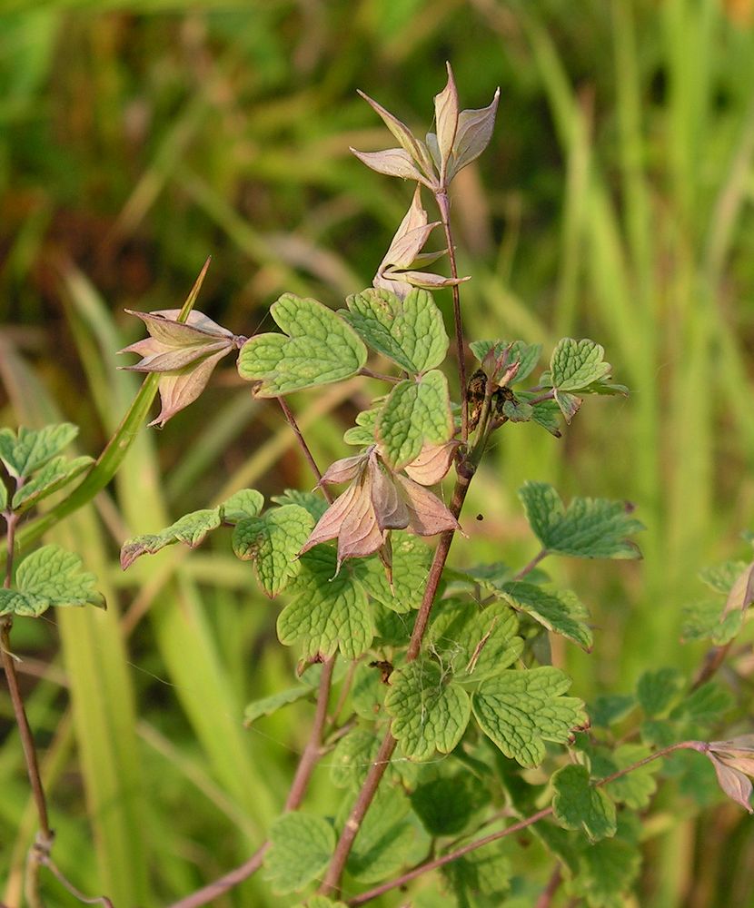 Image of Thalictrum sparsiflorum specimen.