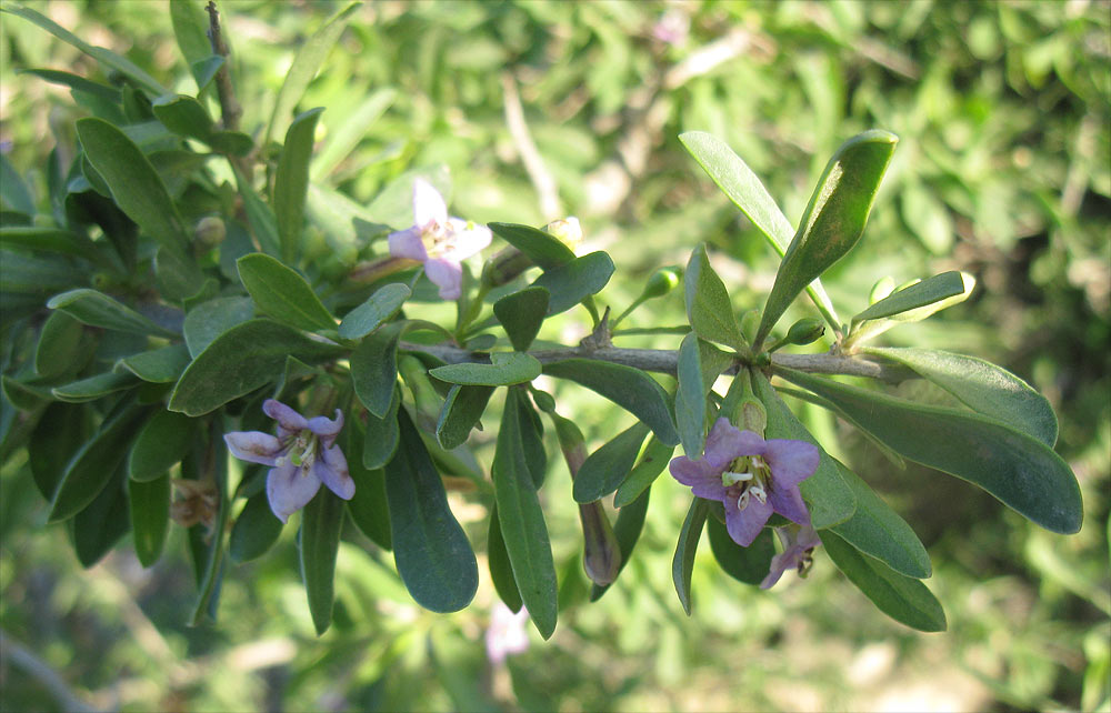 Image of genus Lycium specimen.