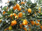 Citrus japonica. Ветви с плодами. Израиль, г. Беэр-Шева, территория цветочного хозяйства. 22.01.2013.