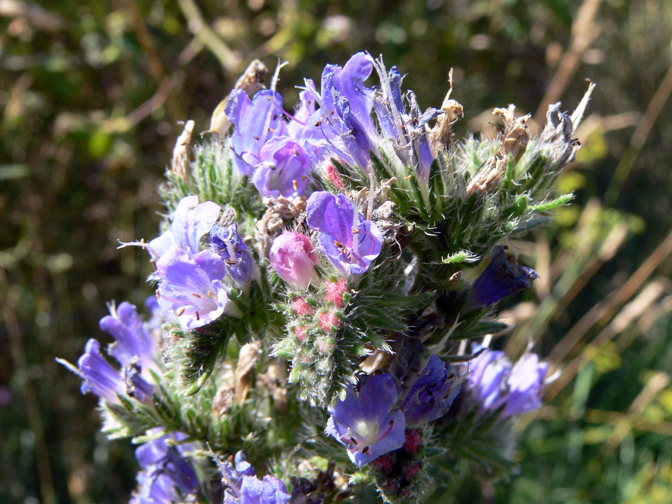 Image of Echium vulgare specimen.