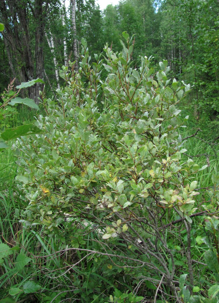 Изображение особи Salix starkeana.