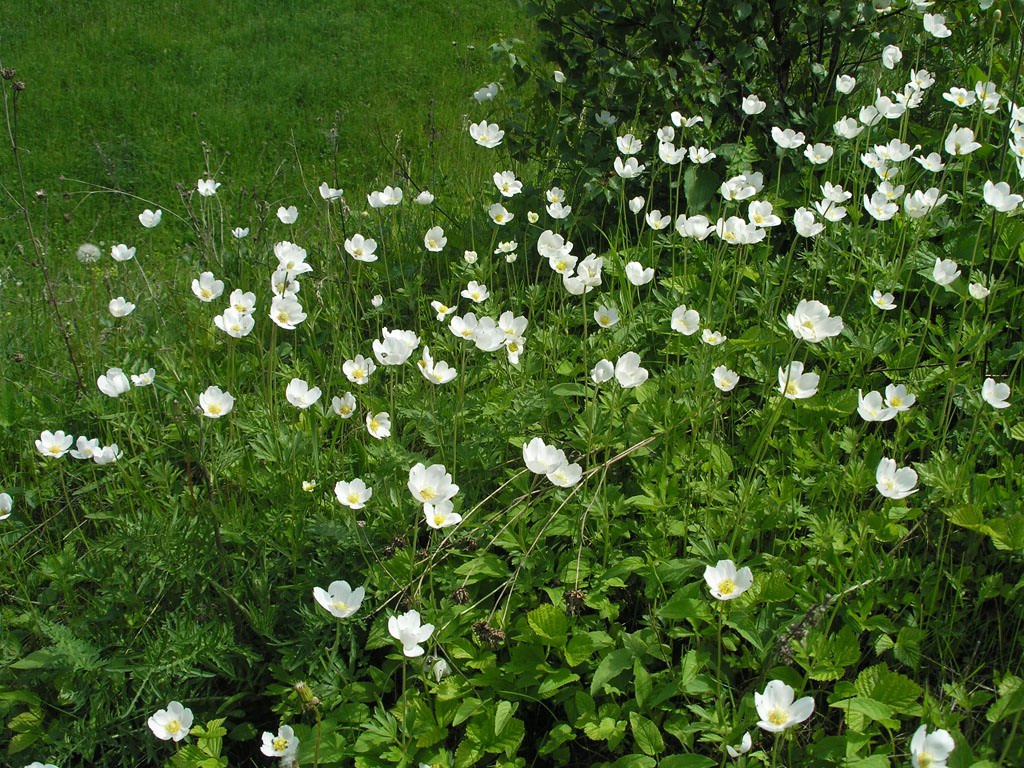 Image of Anemone sylvestris specimen.