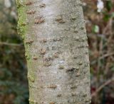 Cerasus subhirtella. Часть ствола ('Autumnalis'). Германия, г. Кемпен, у велосипедной дорожки. 01.04.2013.